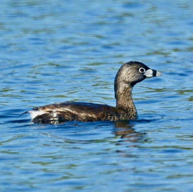 Pied-billed Grebe by Mike's Birds is licensed under CC BY-SA 2.0.